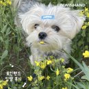 1858 | [❤️입양후기❤️] 1858. 라떼🐶
