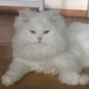 고양이 호텔 캣어스 트리마제점 | 떨림 가득했던 첫 고양이 무마취 미용 [성동구 캣어스:원장님이 매우 친절하세요]