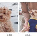 우아하개 이미지