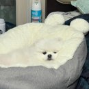 뽀송뽀송펫뷰티 이미지