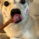 댕댕인럽 이미지