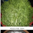대한 한약건재 | 개똥쑥 효소 담그기