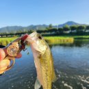 청도천 | 청도천 소라보공원&amp;고평교 배스낚시 조행기 🎣