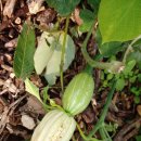 욕지도펜션전망좋은집 | 혼자보기 아까운 욕지도 절경! 꽃피는 욕지도 저녁노을