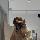 감동이네 수제간식 | 김포 반려동물 수제간식 ::걸포동 댕콤달콤:: 강아지 주문제작 컵케이크 / 메추리 / 소간 화식 후기