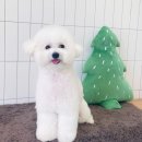[주간 일기] 11월의 주간일기