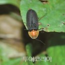 무주반딧불투어 이미지