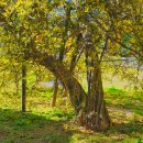 석성동헌 탱자나무 | 부여 석성 동헌 탱자나무