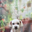 울알라애견미용
