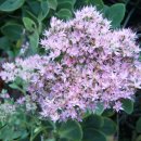 야생화 민박 이미지