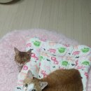 루나호야