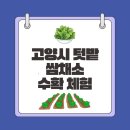 K농장 | 고양시 주말농장 텃밭 쌈 채소 수확 체험 후기
