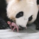 [밴쿠버 중앙일보] 푸바오 “쌍둥이 여동생 생겼어요” 이미지