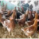 늘푸른청계농원 이미지