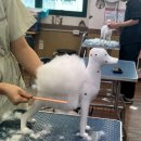 HS빌딩 | 국비로 배우는 애견미용, 인천 HS평생교육원 다녀봄