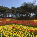튤립 이미지
