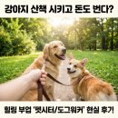 도그플래닛 | 강아지 산책 시키고 돈도 번다? 힐링하며 수익 내는 '펫시터/도그워커' 알바 현실 후기