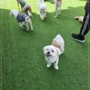 댕스라지 이미지
