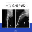 행복이 있는 동물병원 이미지