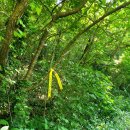 당산나무 공중화장실 이미지