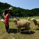 황금빛 목장 이미지