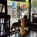 대성신협 | 카페] 무드비에서 만든 흑백요리사 나폴리맛피아 밤티라미수 솔직 후기 애견동반 가능 카페: 내돈내산