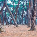 배동삼릉 이미지