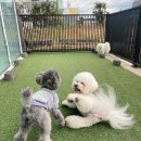 몽블리 펫샵 이미지