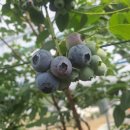 밀양농장 이미지