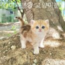 광주강아지분양 고양이분양 24시 데려가개본점 네이버블로그