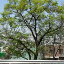 광주사직공원 이미지