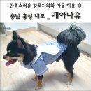 개아나유 이미지