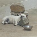 두식이