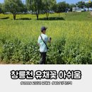2026 고양 창릉천 유채꽃 기대하고 갔다가 산책만 하고 온 후기(5월30일방문)