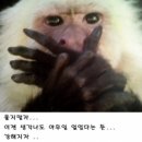 분당-26 네이버블로그