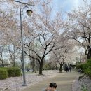 황토길 | 아이랑 가기 좋은 부천호수공원 벚꽃 만개 놀이터 킥보드 맨발 황토길 솔직후기