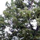 정자나무아래 이미지