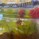 여주곤충박물관 | 여주 아울렛 근처 가볼 만한 곳 살아있는 해외 곤충 전시 여주곤충박물관 후기