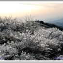 가지산의 빙화라 불러줘요~! 이미지