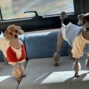 안심 동물의료센터 이미지