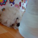 이박사동물병원 이미지