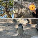 ✈️ 호주-뉴질랜드 12일 패키지 후기(💛노랑풍선 BEST 여행후기 선정💛)