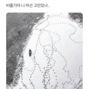 앨리노아