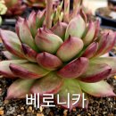 베로니카 - 안양시 동안구 경수대로 458 | 베로니카