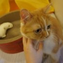 달과고양이 이미지