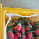 늘봄딸기농원 이미지