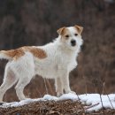 꼴통 Daum카페