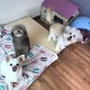 오늘도 댕댕이 이미지