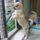 복실강아지 이미지