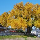 홍산객사 은행나무 | 가을이면 늘 그렇게 물들어 간다, 홍산 객사 은행나무